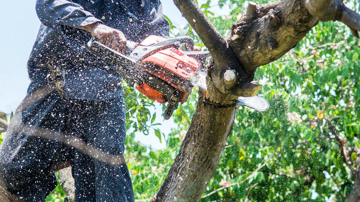 man uses chainsaw cut the tree